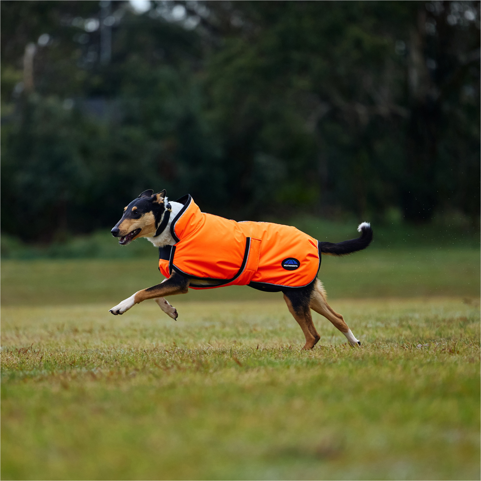 2025 Weatherbeeta Comfitec Reflective 300D Deluxe Showerproof Dog Coat 1029050 - Orange